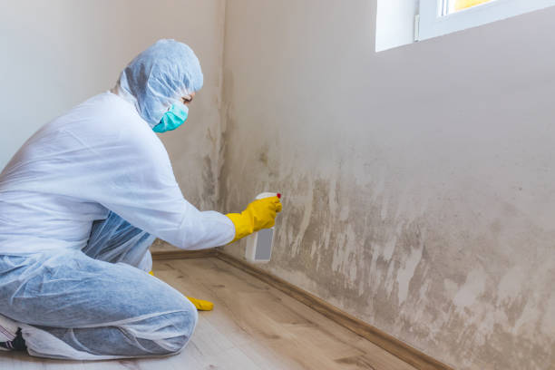 Licensed Black Mold Removal service in Ottsville, PA - WQB Mold Removal