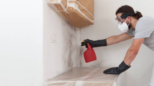 Professional Black Mold Removal technician working in Ottsville, PA