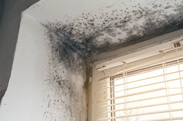 Affordable Black Mold Removal solutions in Ottsville, PA